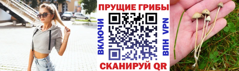 Купить  Новодвинск  Галлюциногенные грибы мухоморы 